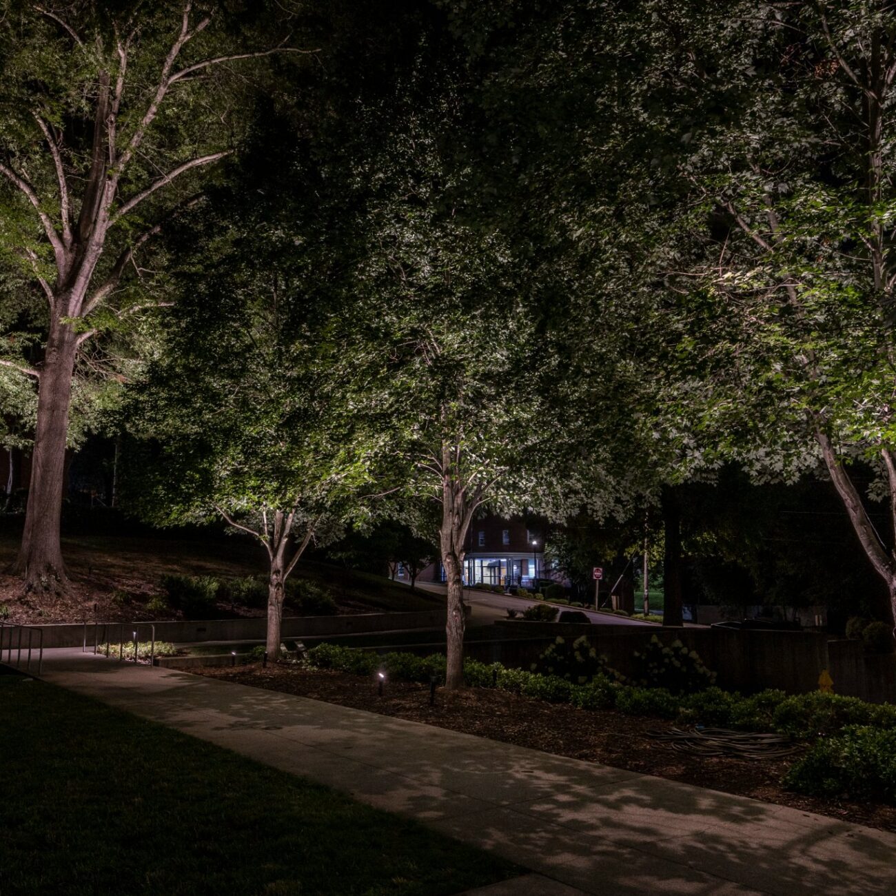 sidewalk illuminated with landscape lighting from trees